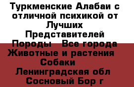 Туркменские Алабаи с отличной психикой от Лучших Представителей Породы - Все города Животные и растения » Собаки   . Ленинградская обл.,Сосновый Бор г.